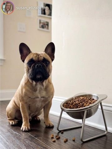 A French Bulldog sitting next to its Eversill bowl