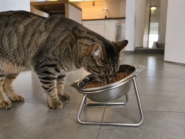 A tabby cat eating from the Eversill bowl